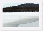 Lonely whooper * 2449 x 1635 * (3.78MB)